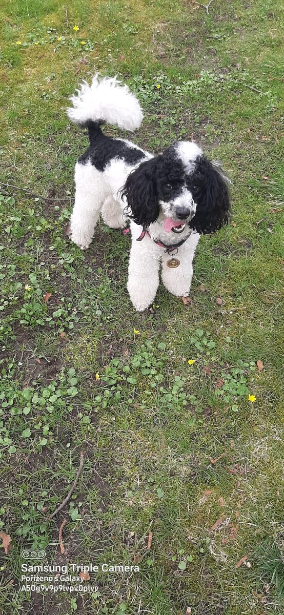 Pudlik ke krytí - 9