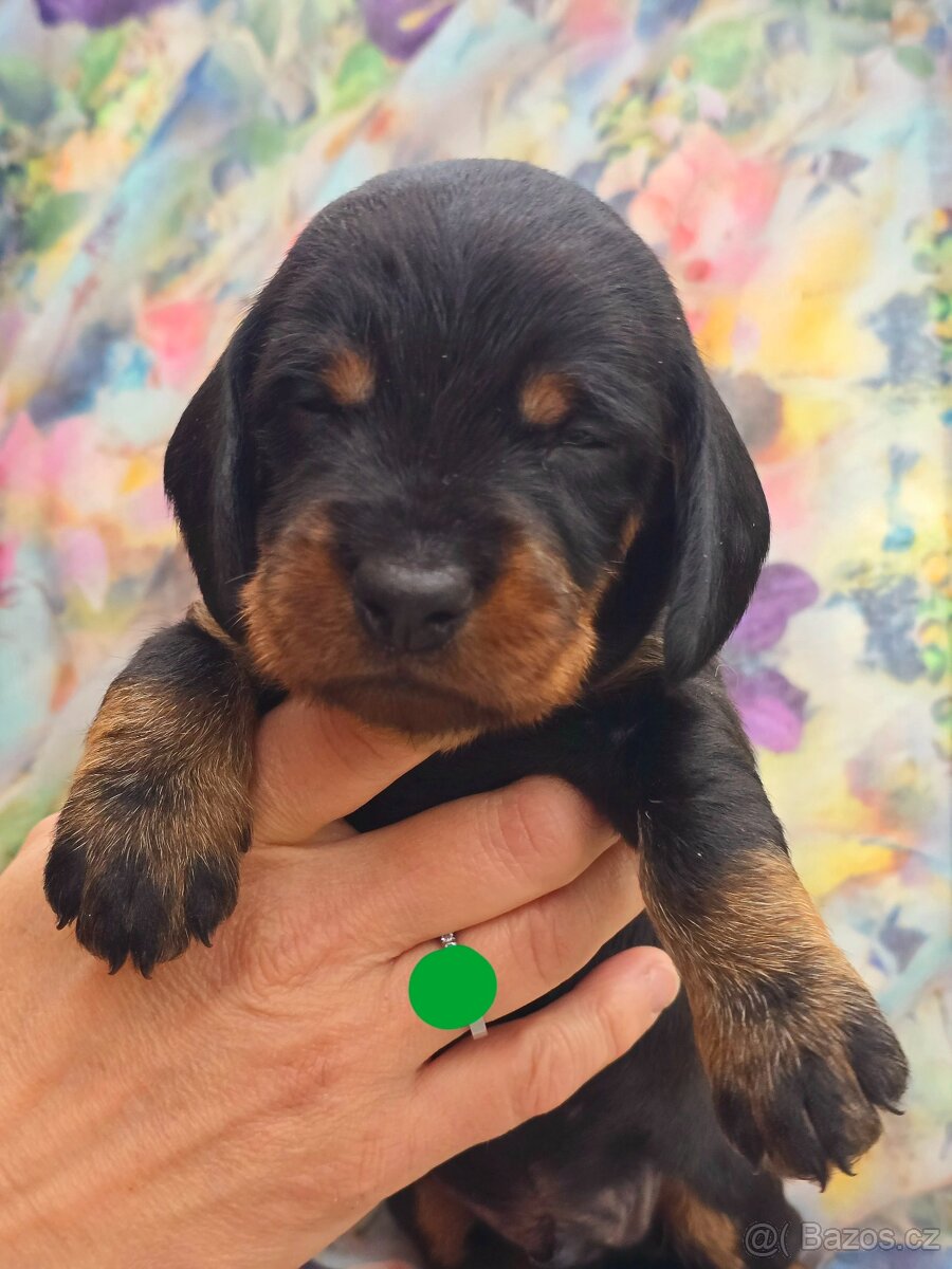 Jezevčík drsnosrstý standardní - 9