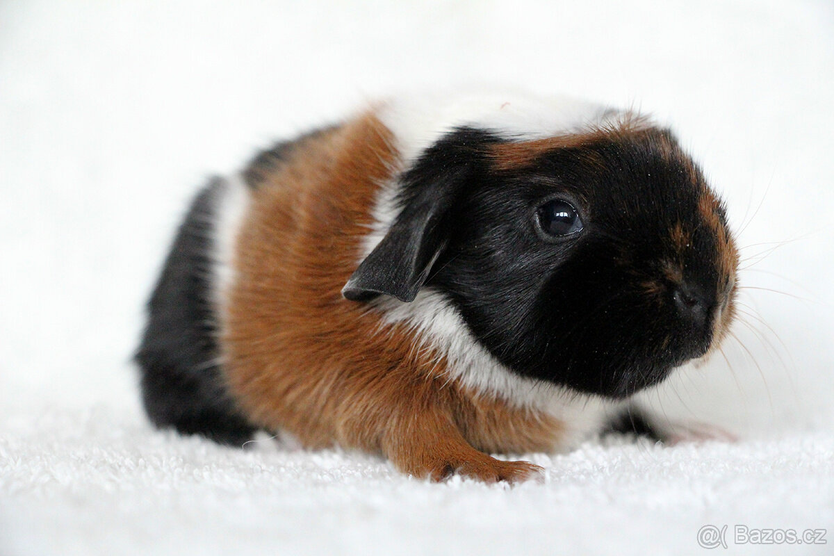 Morče, morčata s PP - krátkosrstá - 9