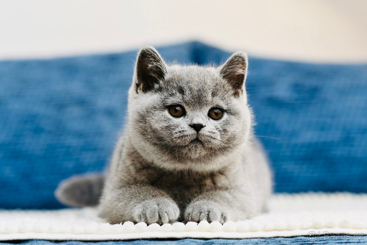 Britská modrá koťátka s PP - PRODANÍ - 9