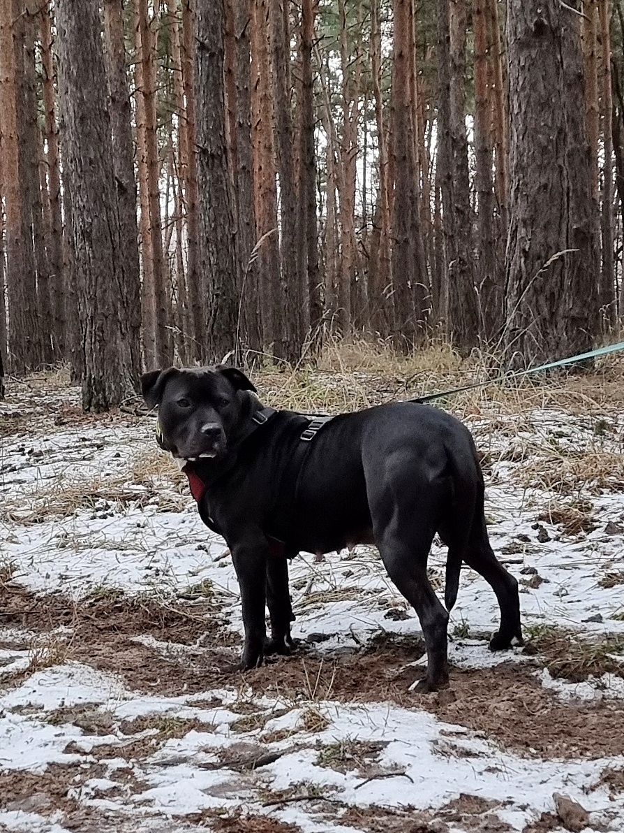 GORA K ADOPCI - něžné plaché zlatíčko - 9