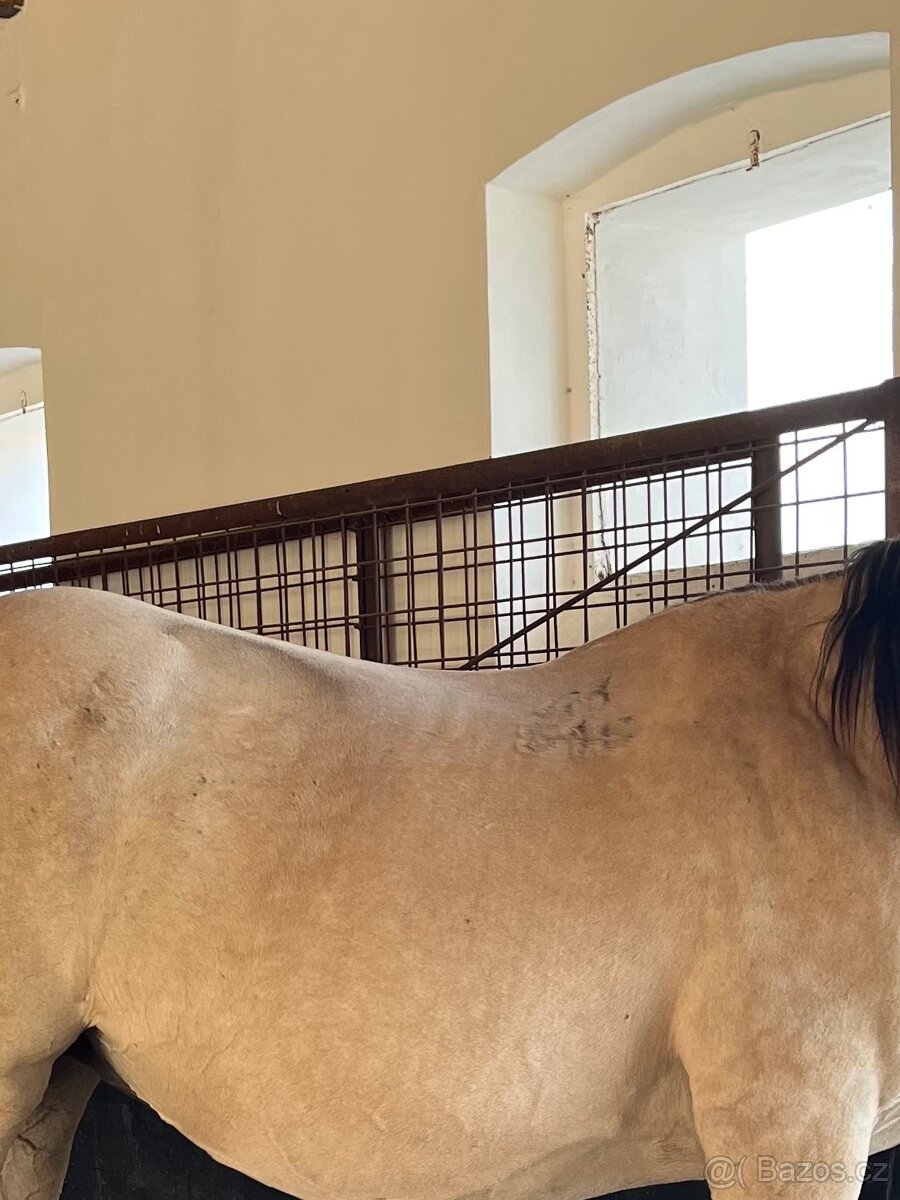 Westernové sedlo - 9