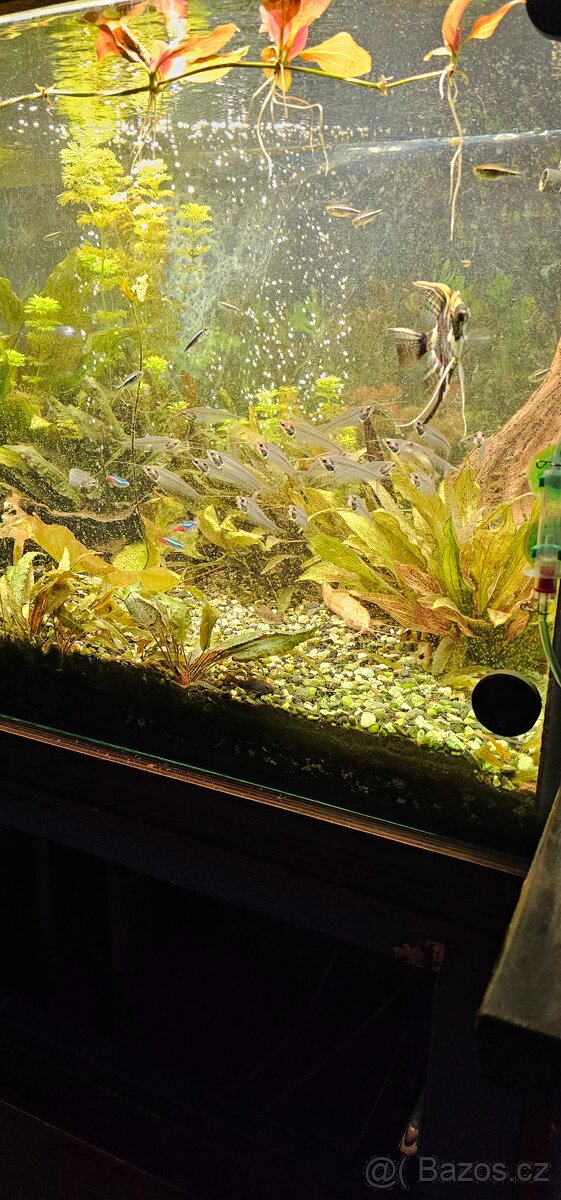 Kompletni akvarijni set 540l - 9