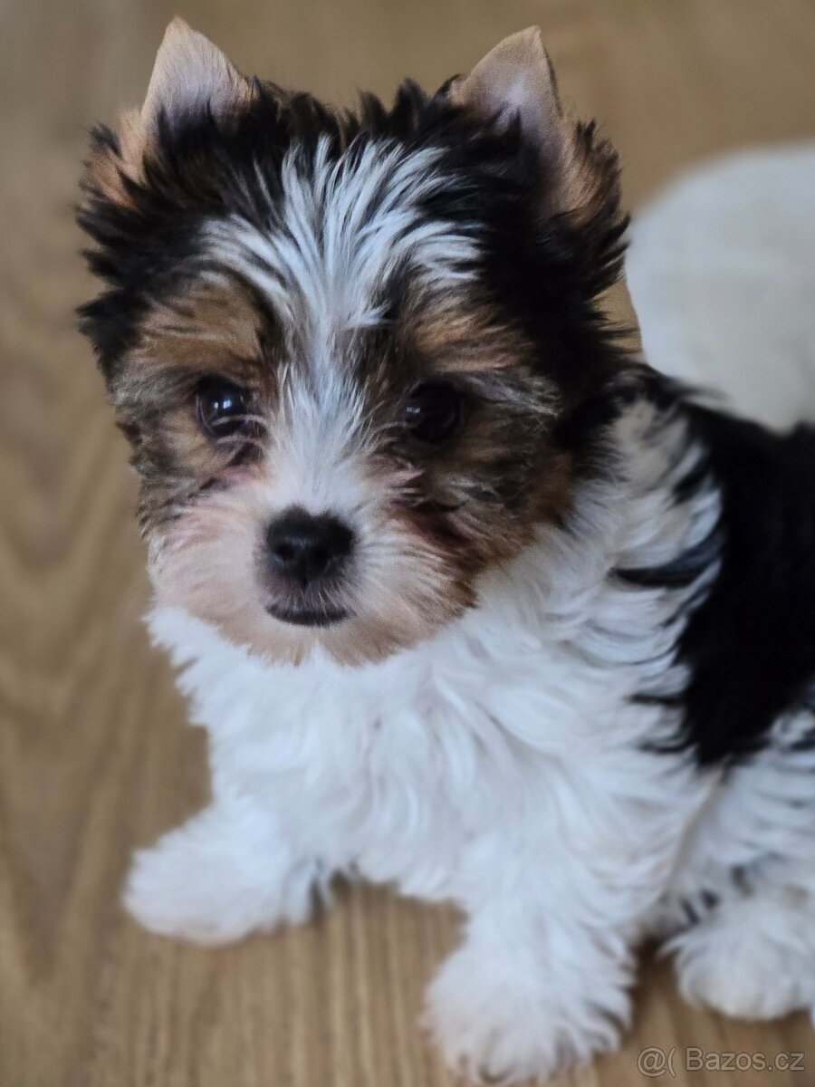 Jorkširský teriér-biewer - 9