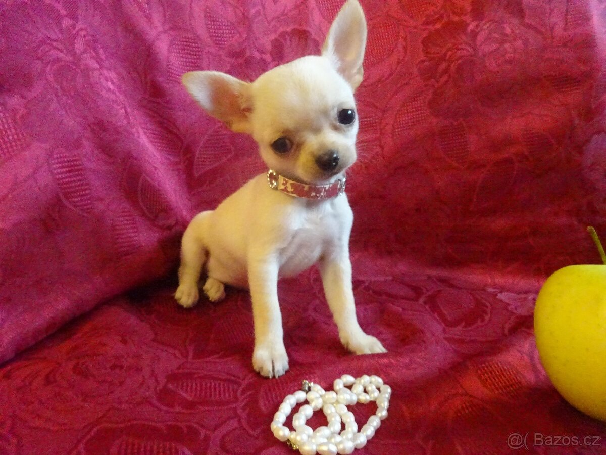 Štěňátka čivava. - 9