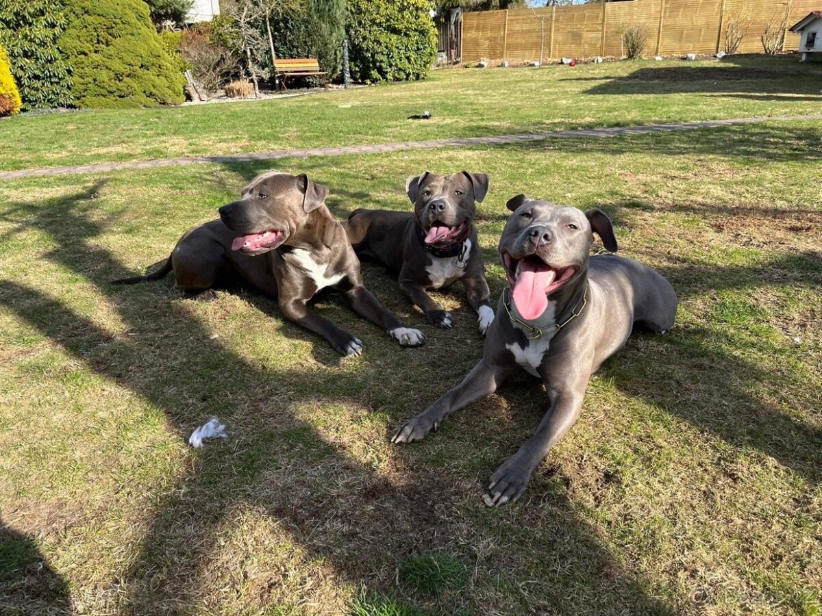 Americký štafordšírský teriér - 9