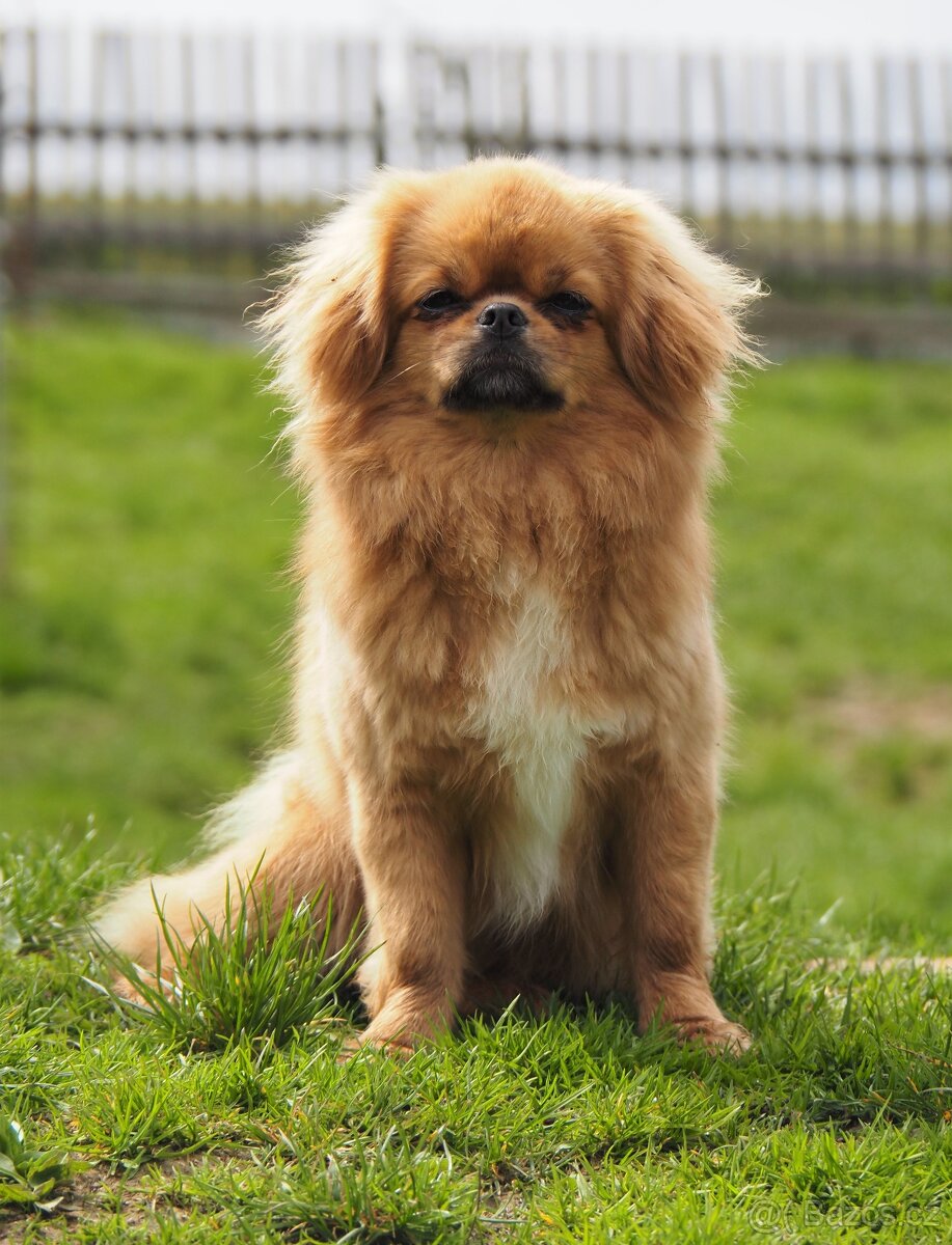 Tibetský španěl s průkazem původu - 9