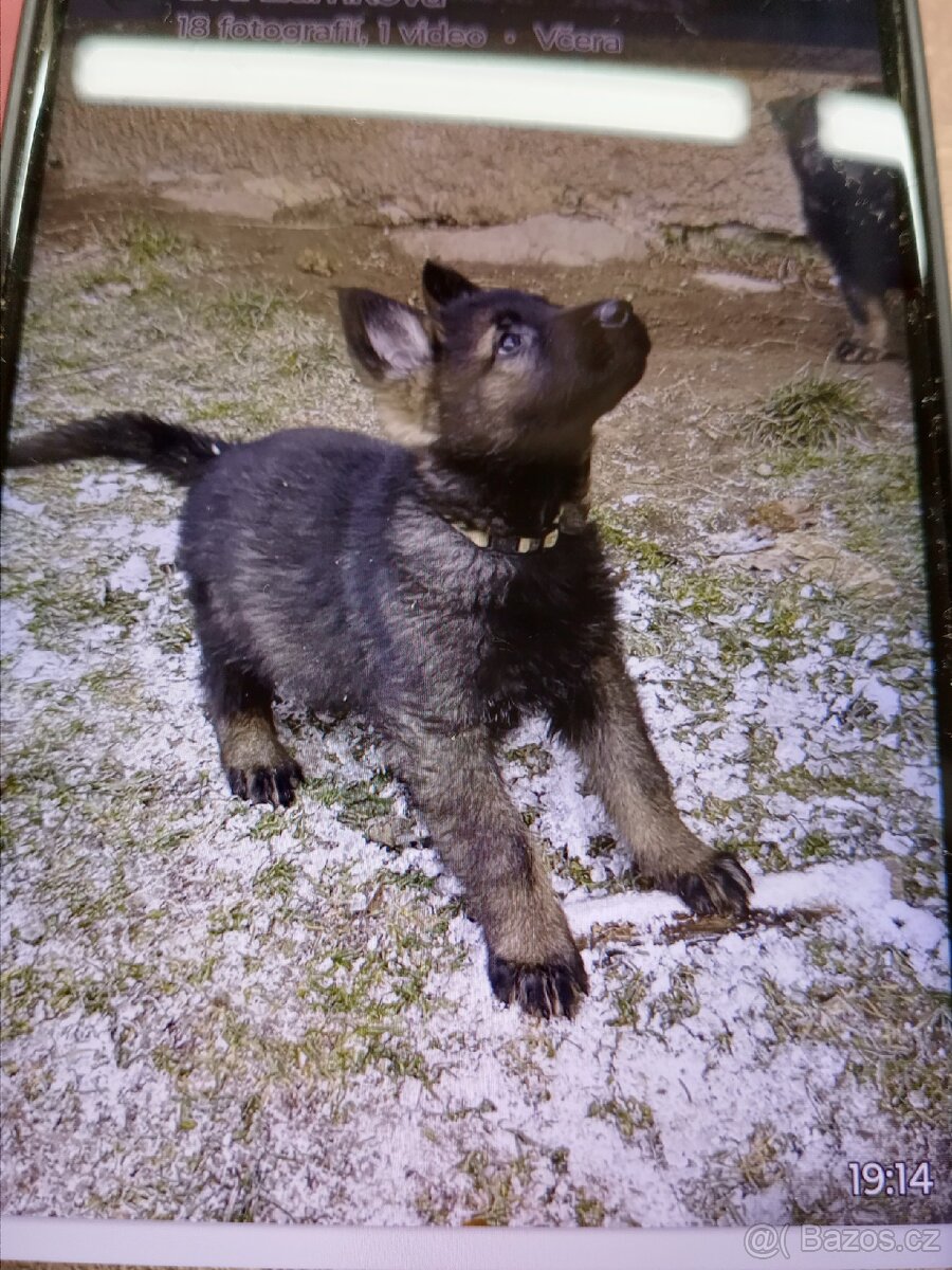 Německý ovčák - 9