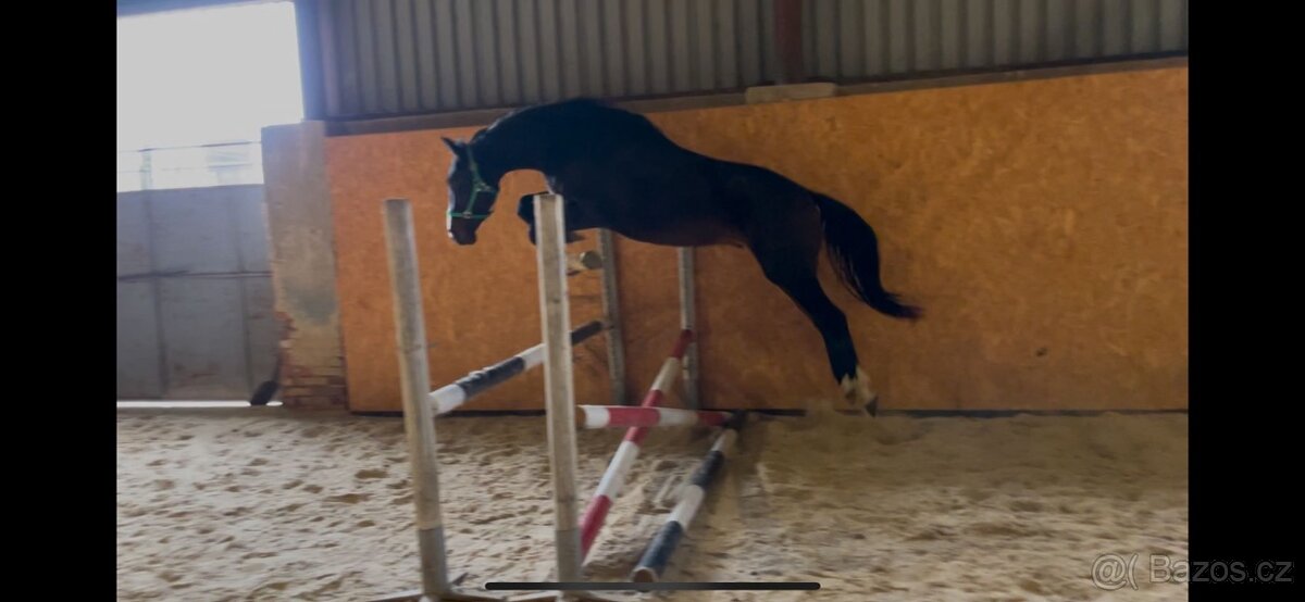 mladý valach po Corlensky Ruf - 9