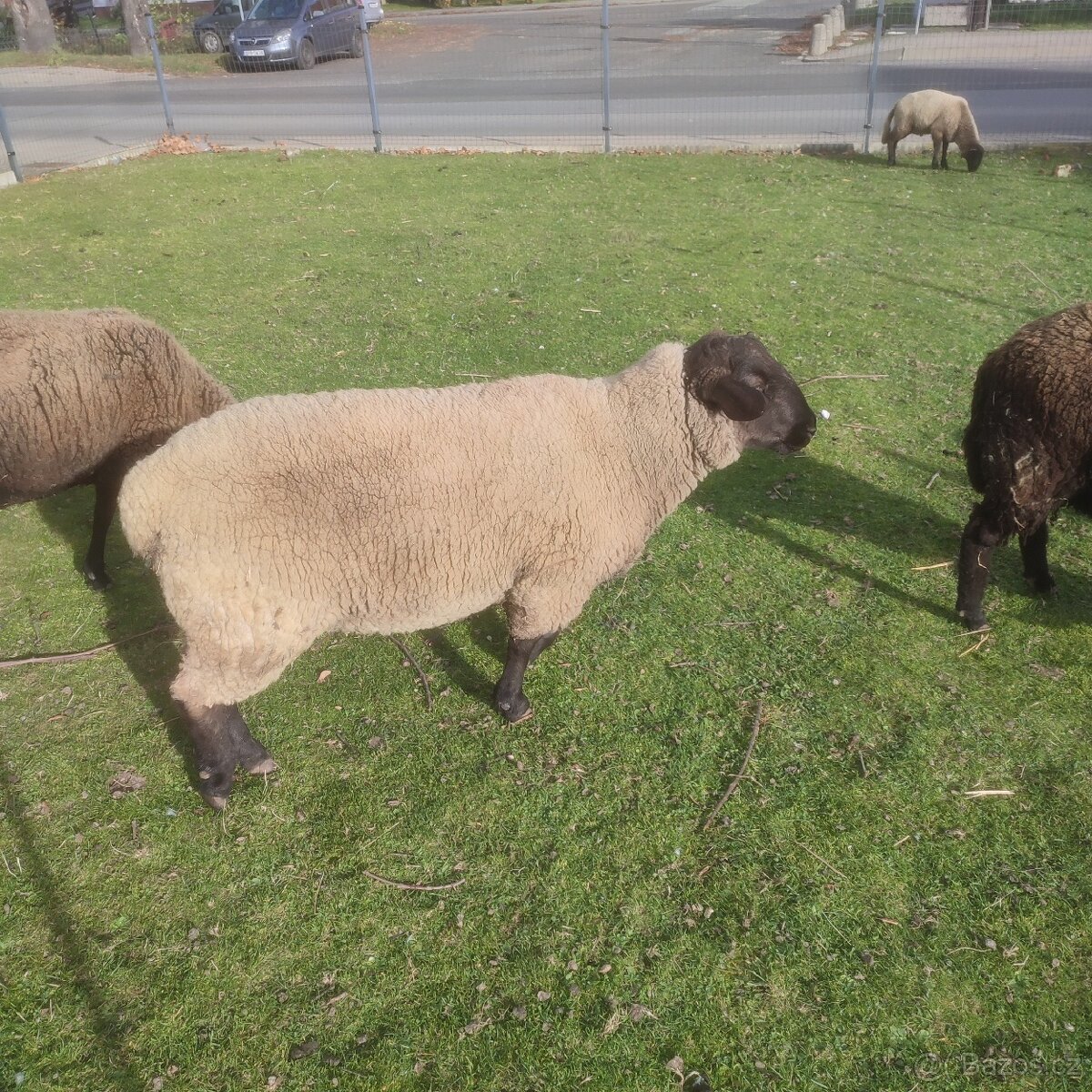 Sufolk 2 barany, 2 ovce Zwartbles - 9