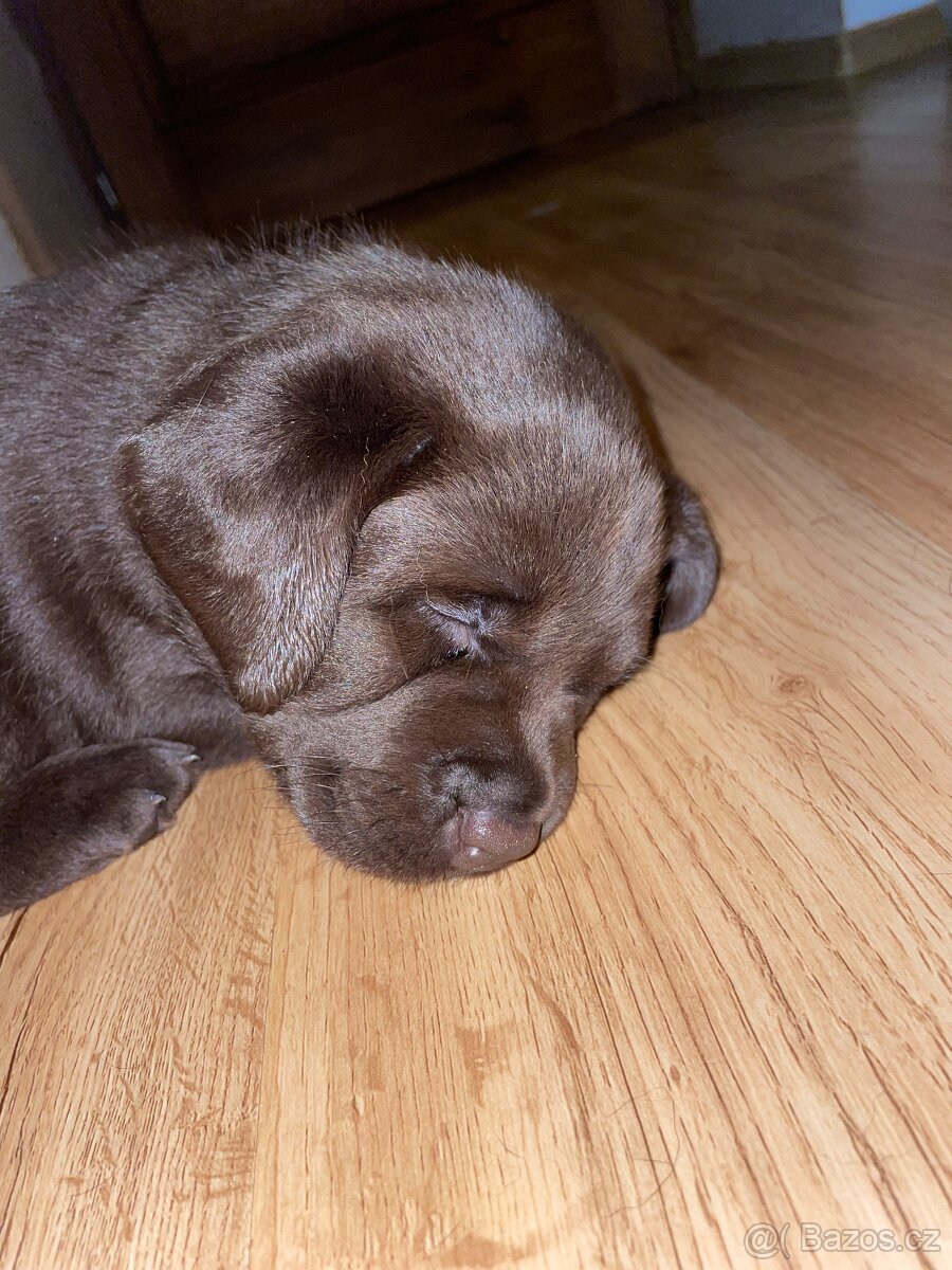 Čokoládová štěňátka labradorského retrívra s PP - 9