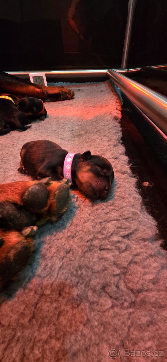 Rottweiler s PP Rotvajler s PP Štěňata rotvajlera s PP Štěňa - 9