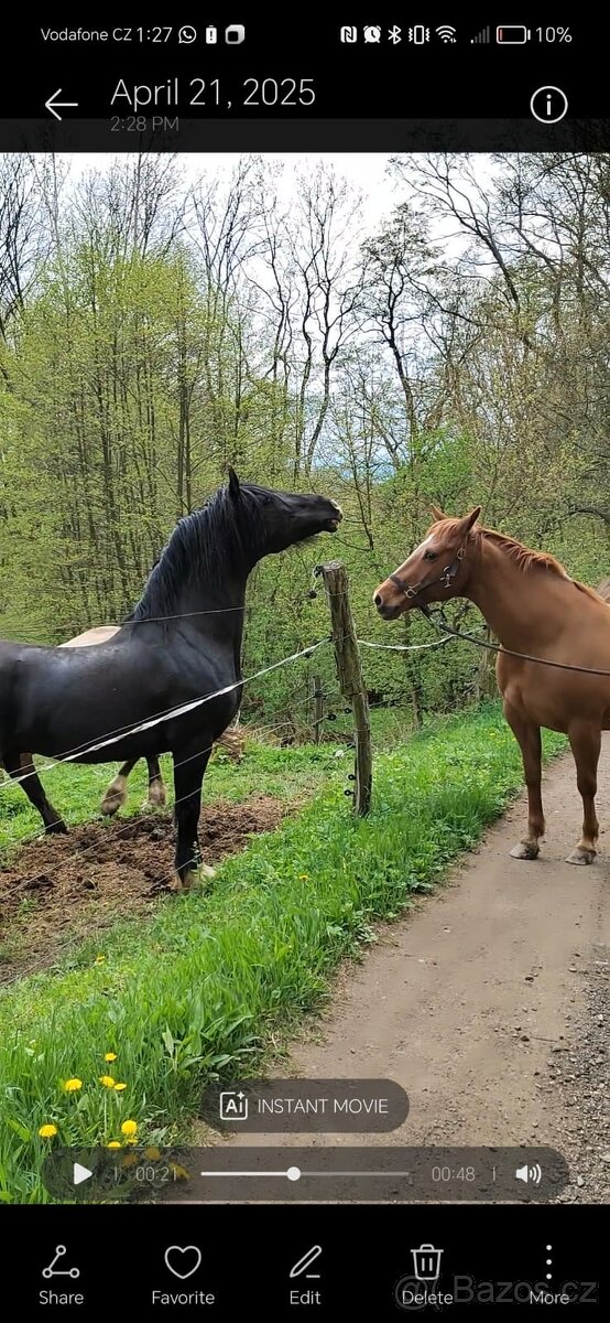 Welsh cob připouštění - 9