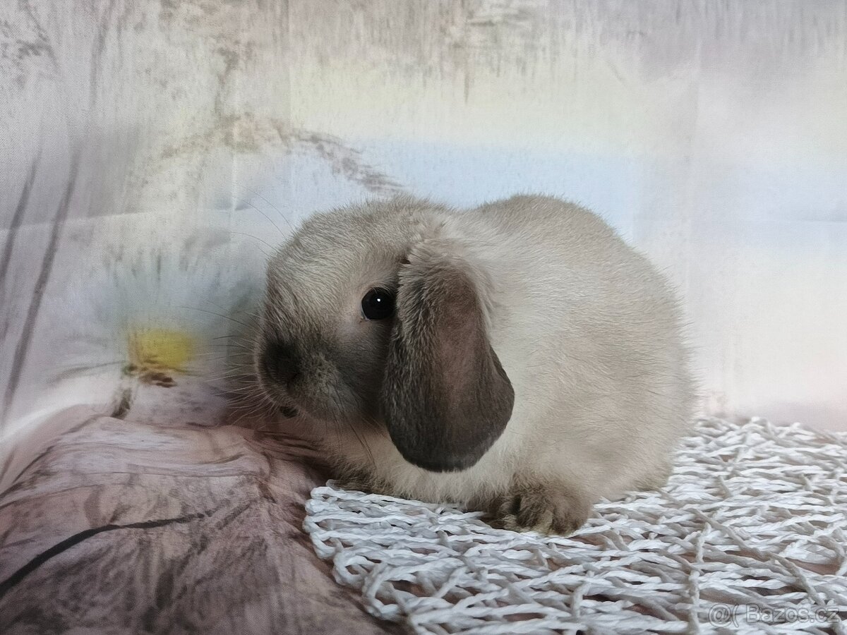 Minilop - zakrslý beránek - 9