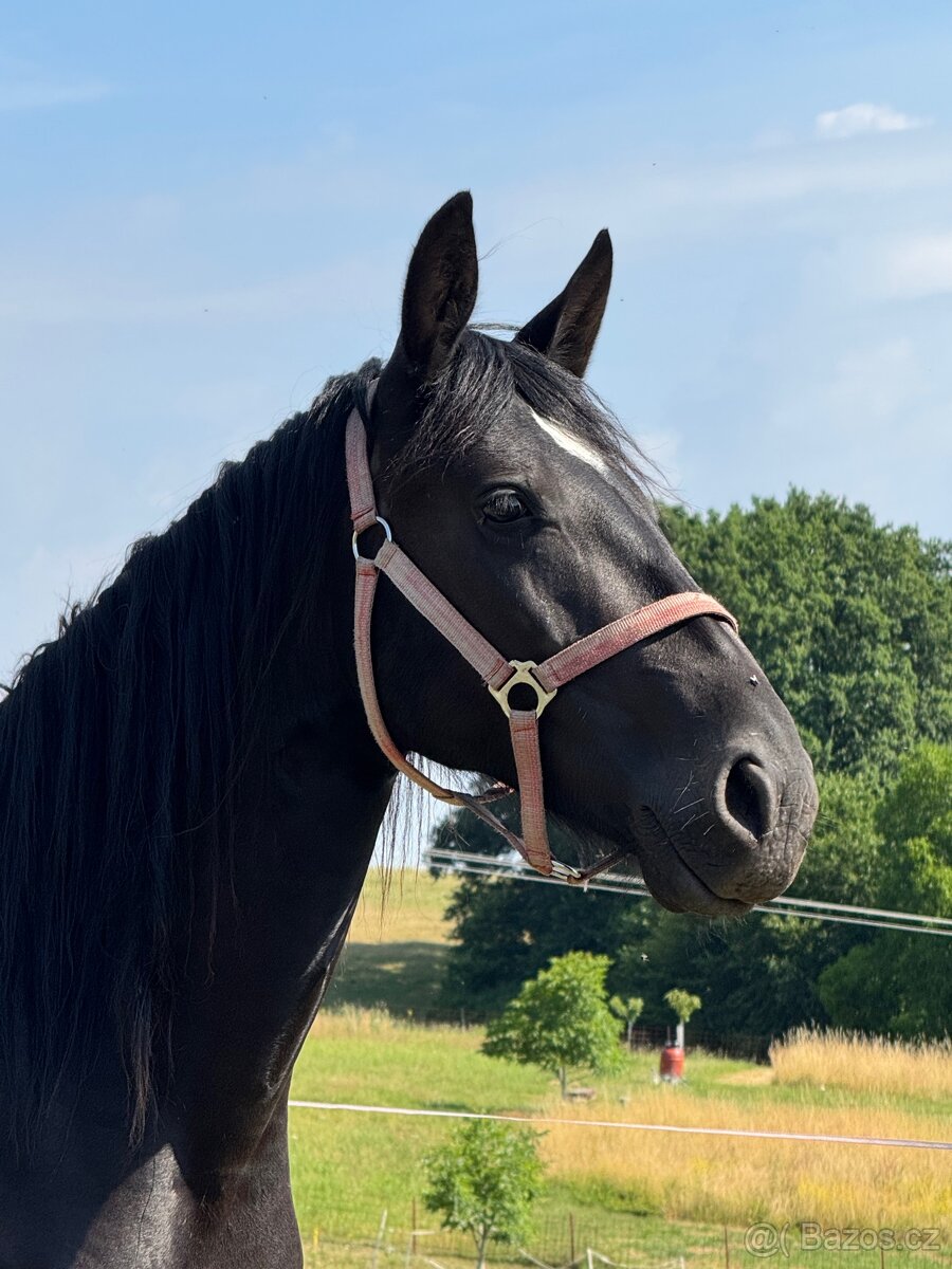 Mladá černá klisna - 9