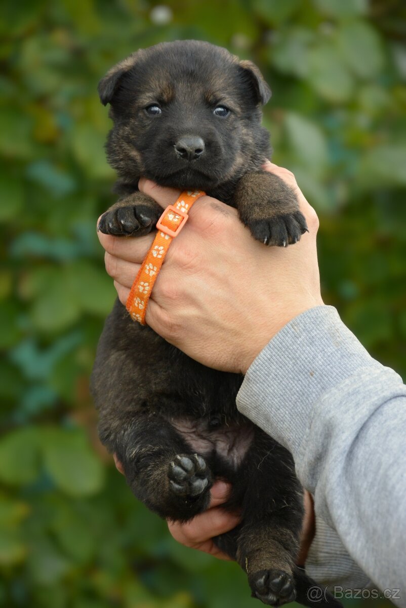 Německý ovčák s PP - 9