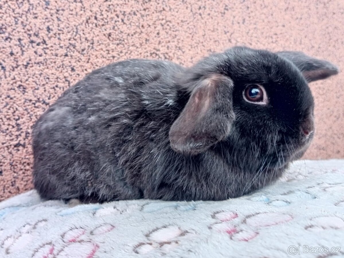 Volný Sameček - Anglický Zakrslý Beránek MiniLop🍑 - 9