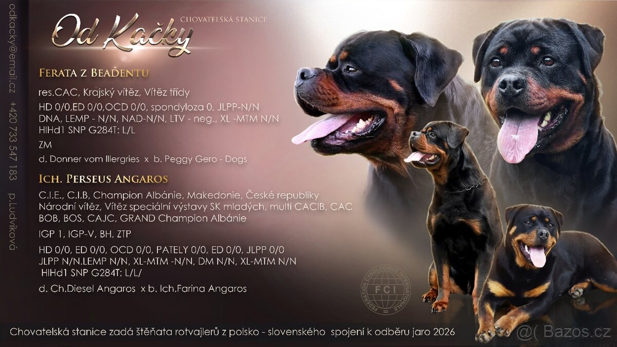 rotvajler - štěňata - 9