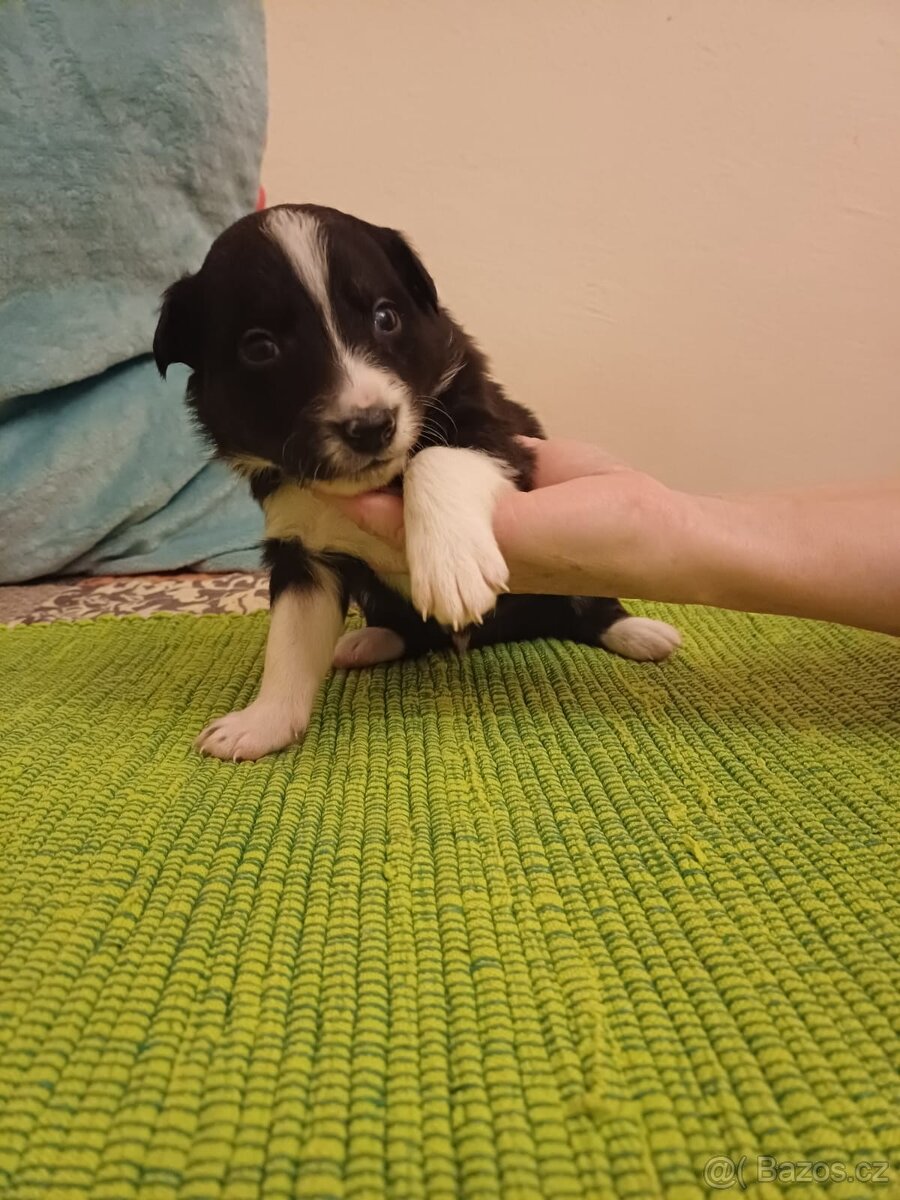 Štěňata bordercolie kříženci - 9