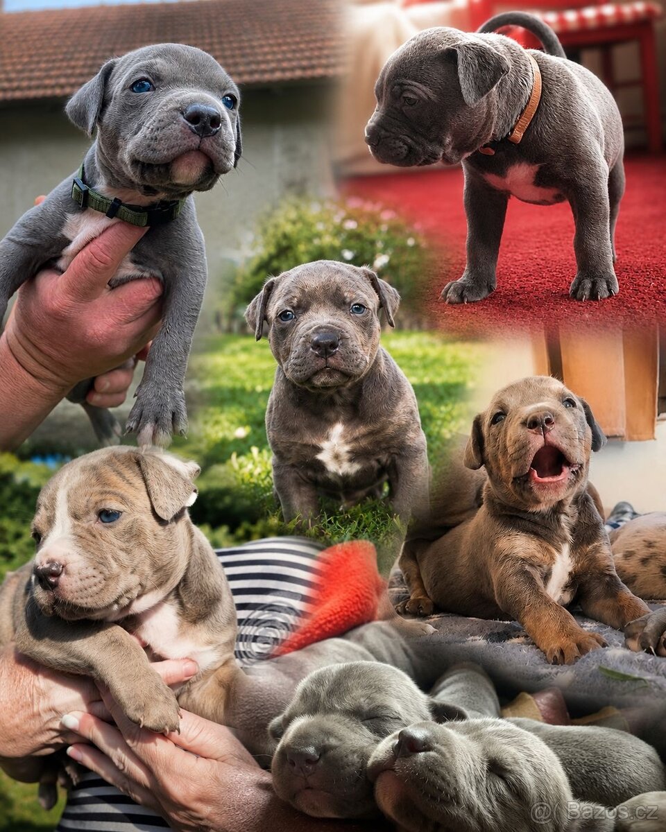 American bully XL - 9