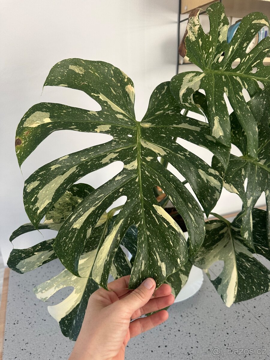 Monstera Thai pokojová květina - 9