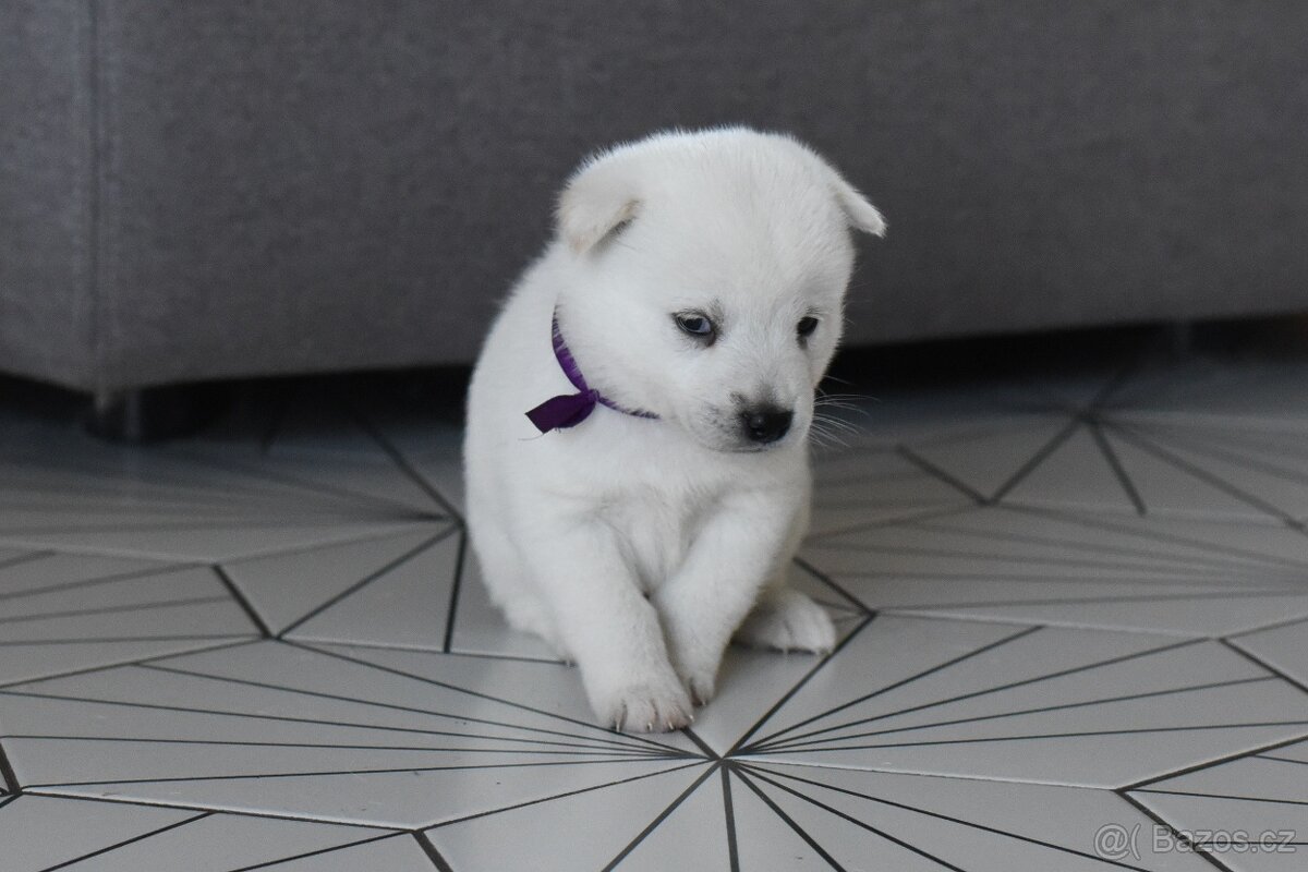 Kishu Inu štěňata s PP FCI - odběr na Vánoce - 9