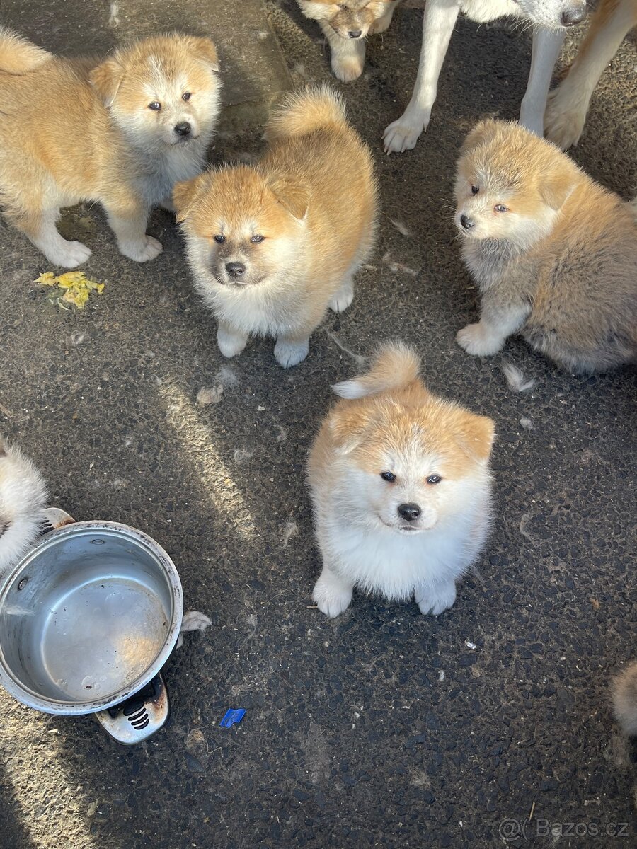 Štěňata Akita inu - 9