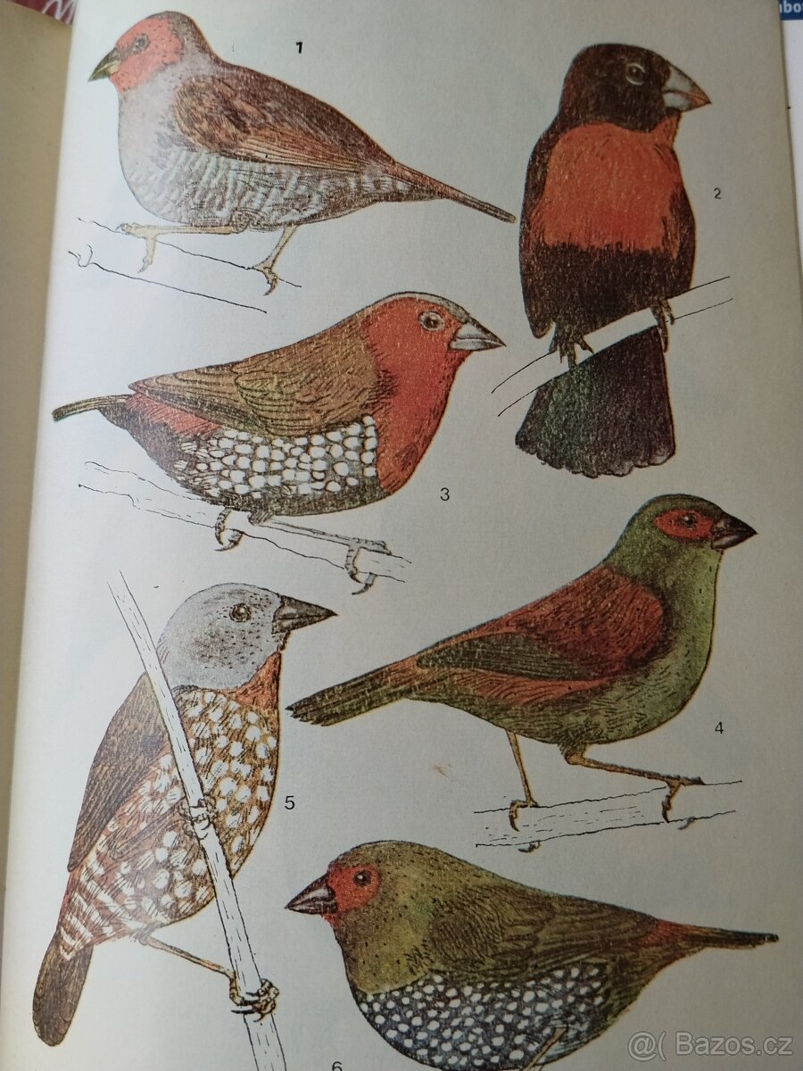 Chovatelská příručka/ droboť, stará kniha - 9
