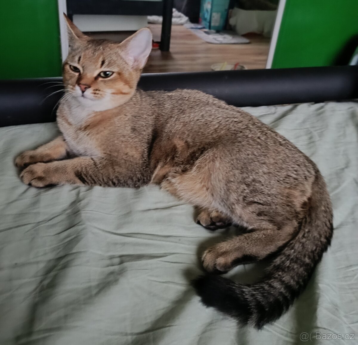 Britský kocourek bez PP - 9