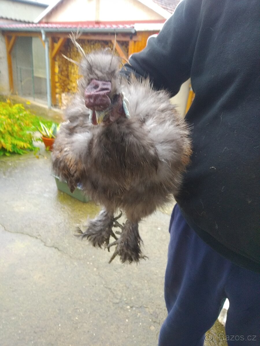 Kohouti Hedvábničky holokrčky a bílé velké vousaté - 9