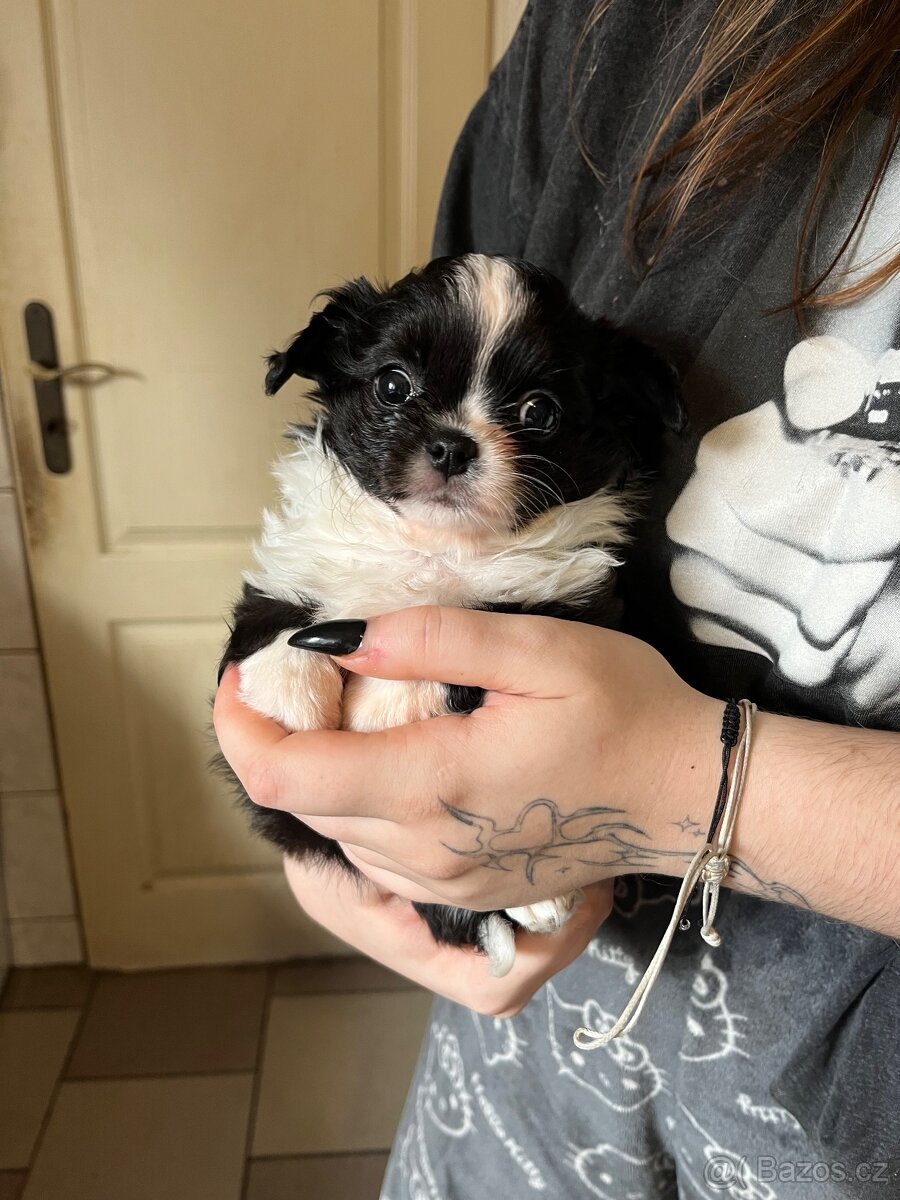 černobílá holčička s PP FCI - 9