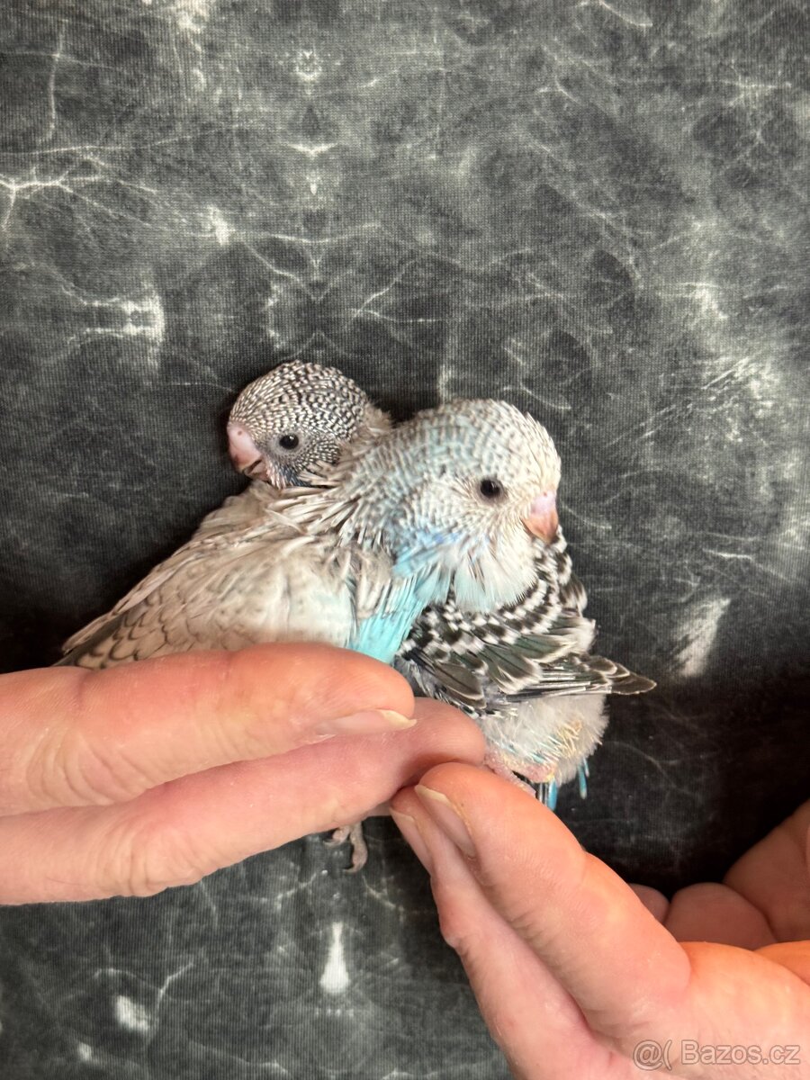 Andulky krotké a ochočené - 9