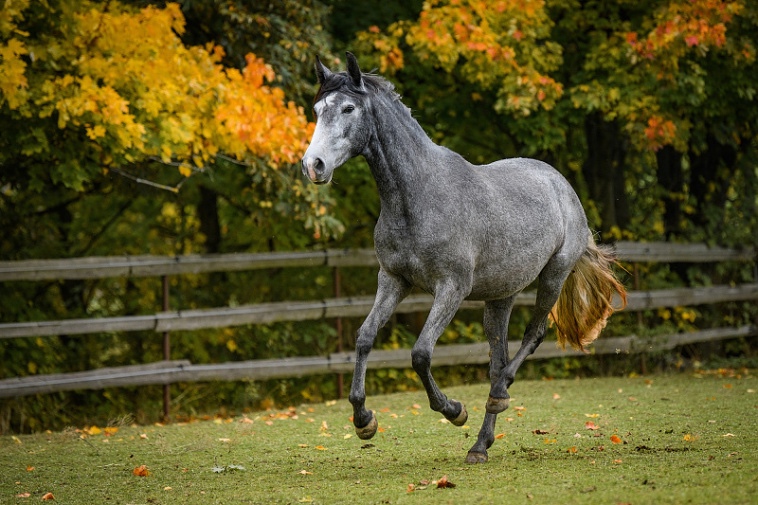 Lusitano charakterní klisna - 9