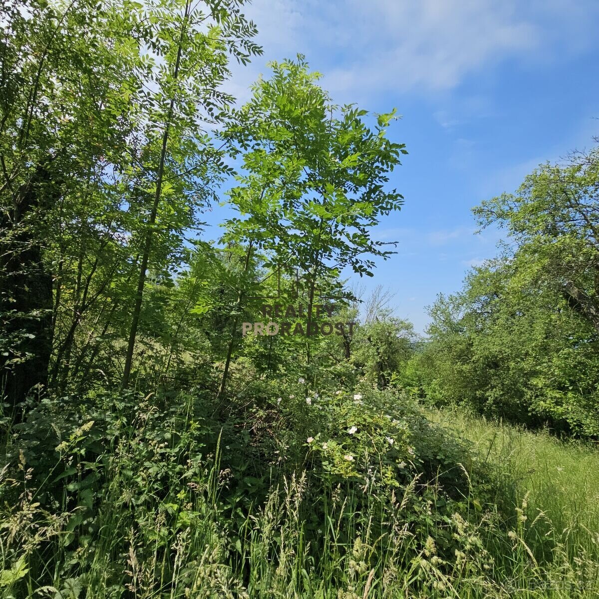 Prodej ovocného sadu 4 253 m2 v Koryčanech - 9