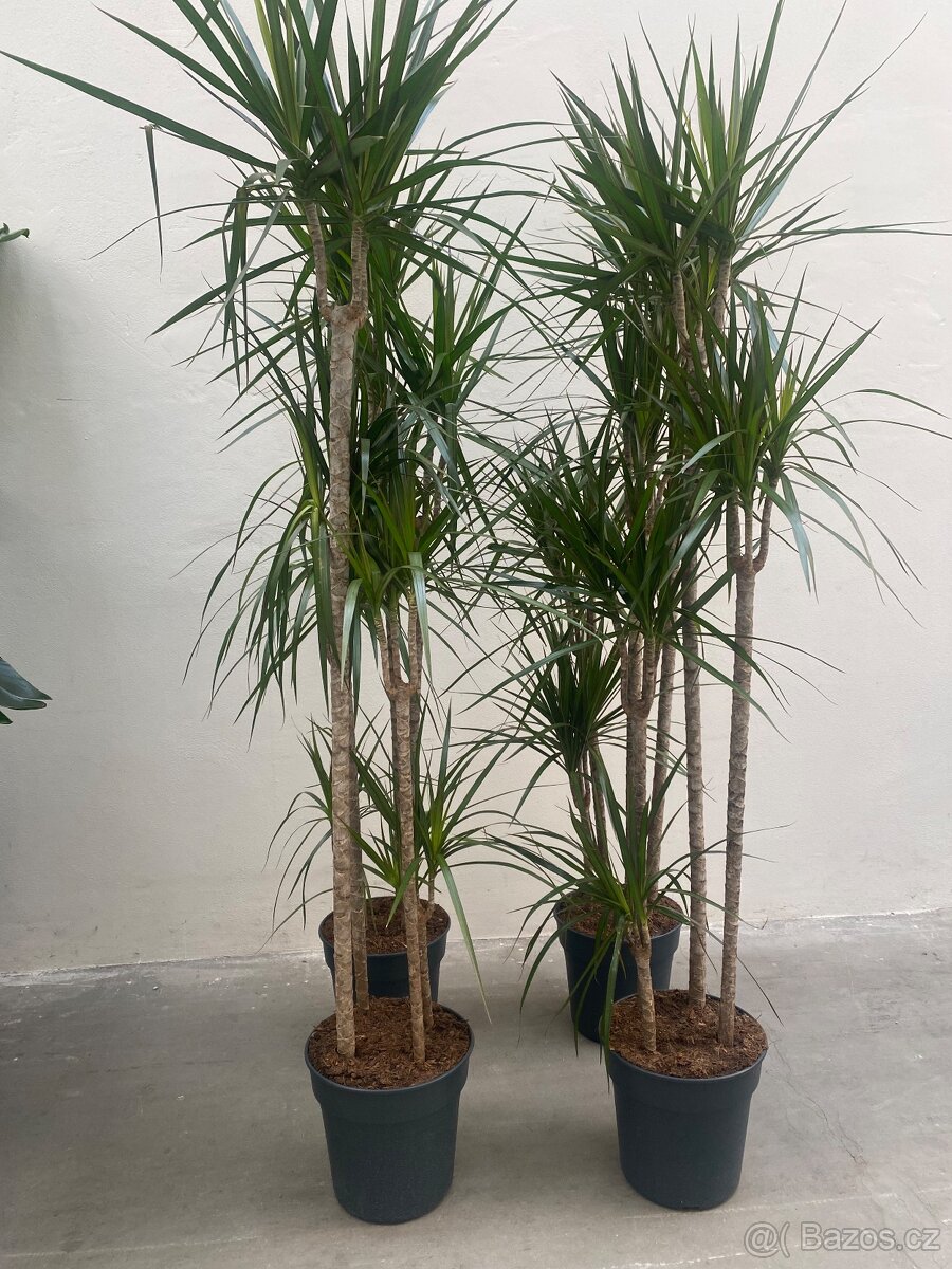 Velky set kytek 24ks DOVOZ ZDARMA - 9