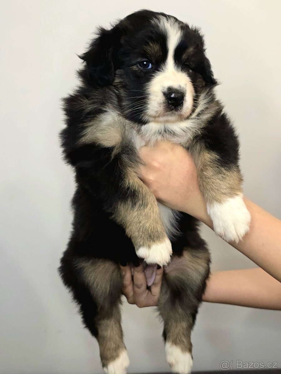 Australští ovčáci – dostupné štěňata s PP - 9