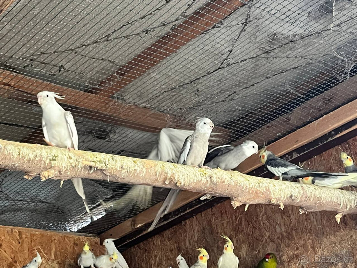 loňské korely - různé barvy - 9