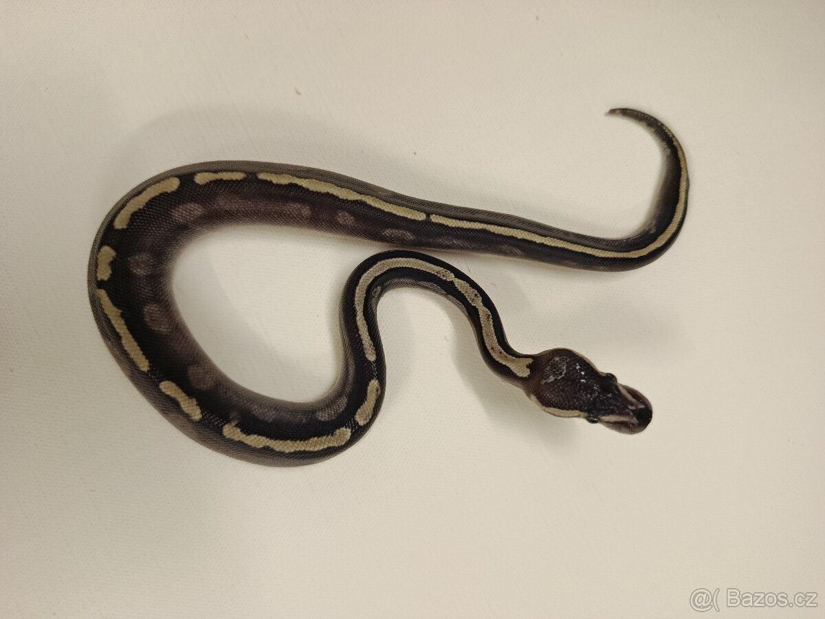 Krajta královská - 9