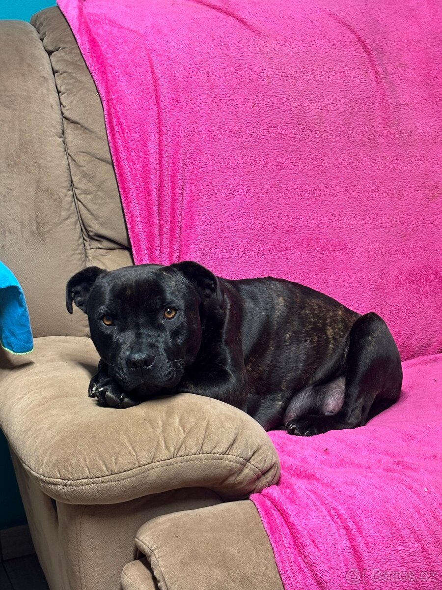 Stafordšírský bulteriér bez PP - 9