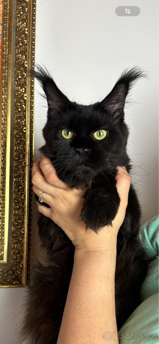 mainska mývalí s pp - 9