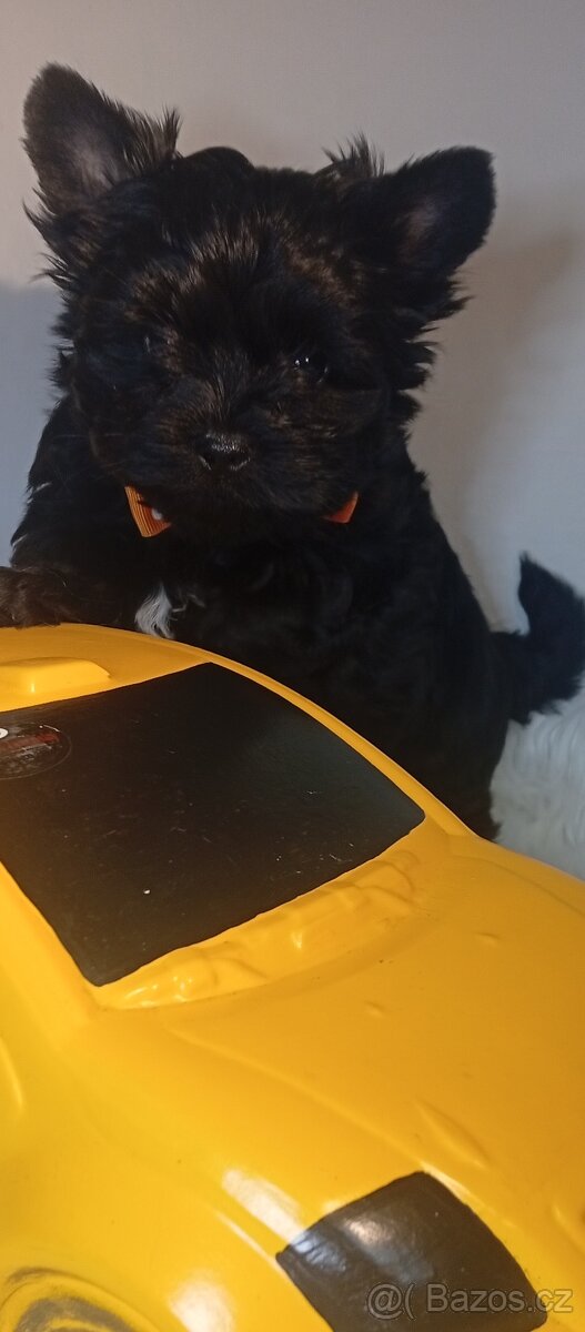 Jorkšírský teriér,Black,Merle,Biewer - 9