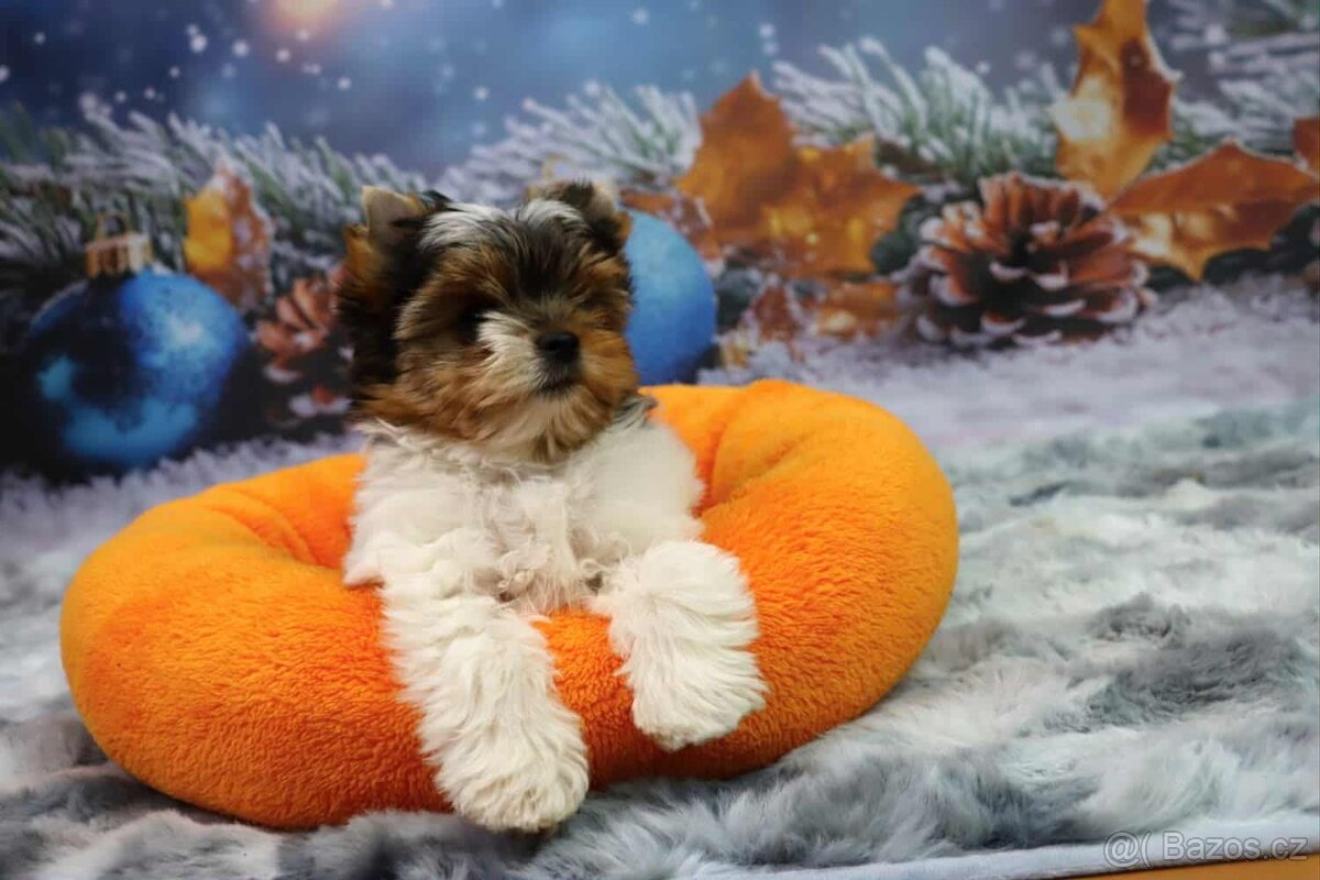 Biewer terriér jorkšírský - 9