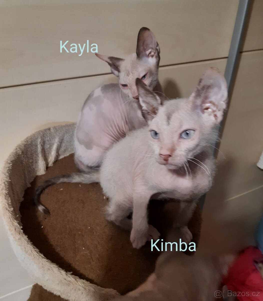 Don Sphynx Koťátka - 9