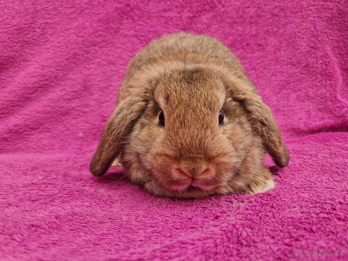 Zakrslý beránek samička - 9