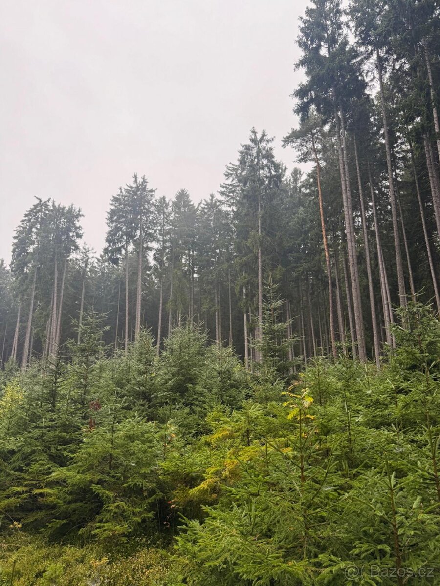 Prodám lesní pozemky v k.ú. Nicov - 9