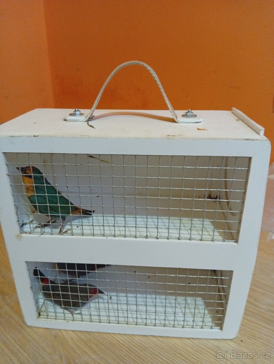 Amada papouščí červenohlavá, drobot - 9