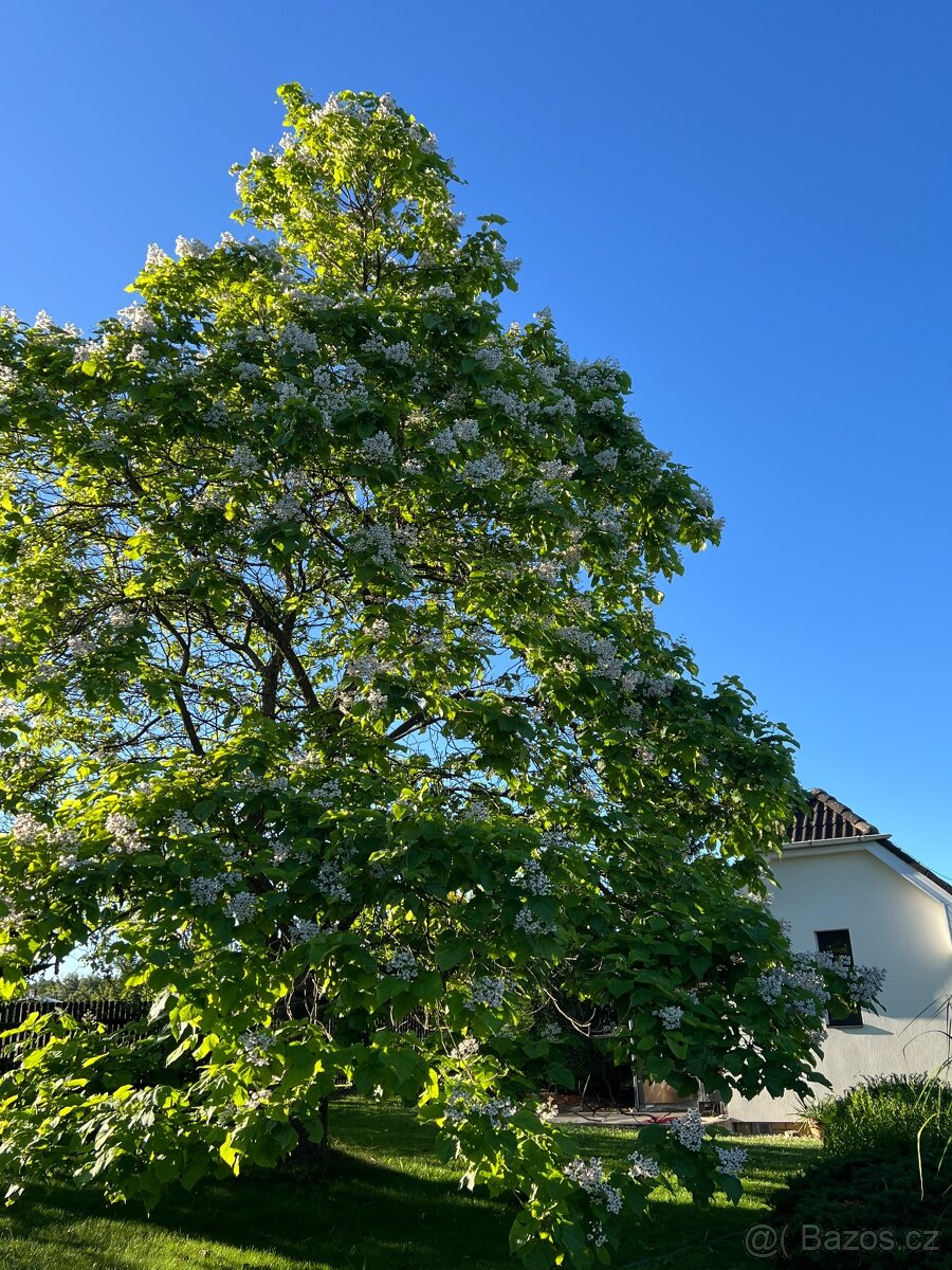 Rostlinky KATALPA královská - 9