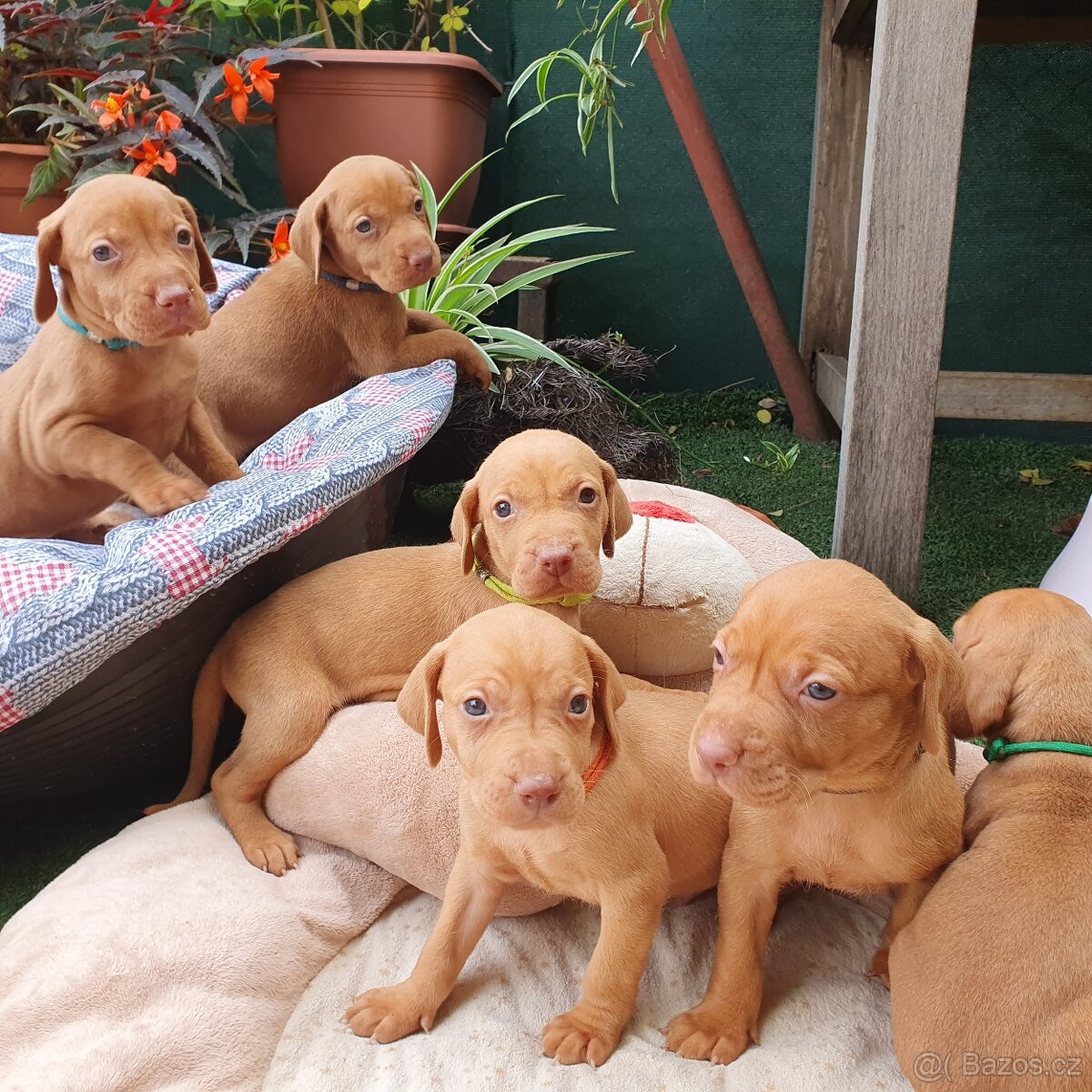 Maďarský ohař krátkosrstý s PP - 9