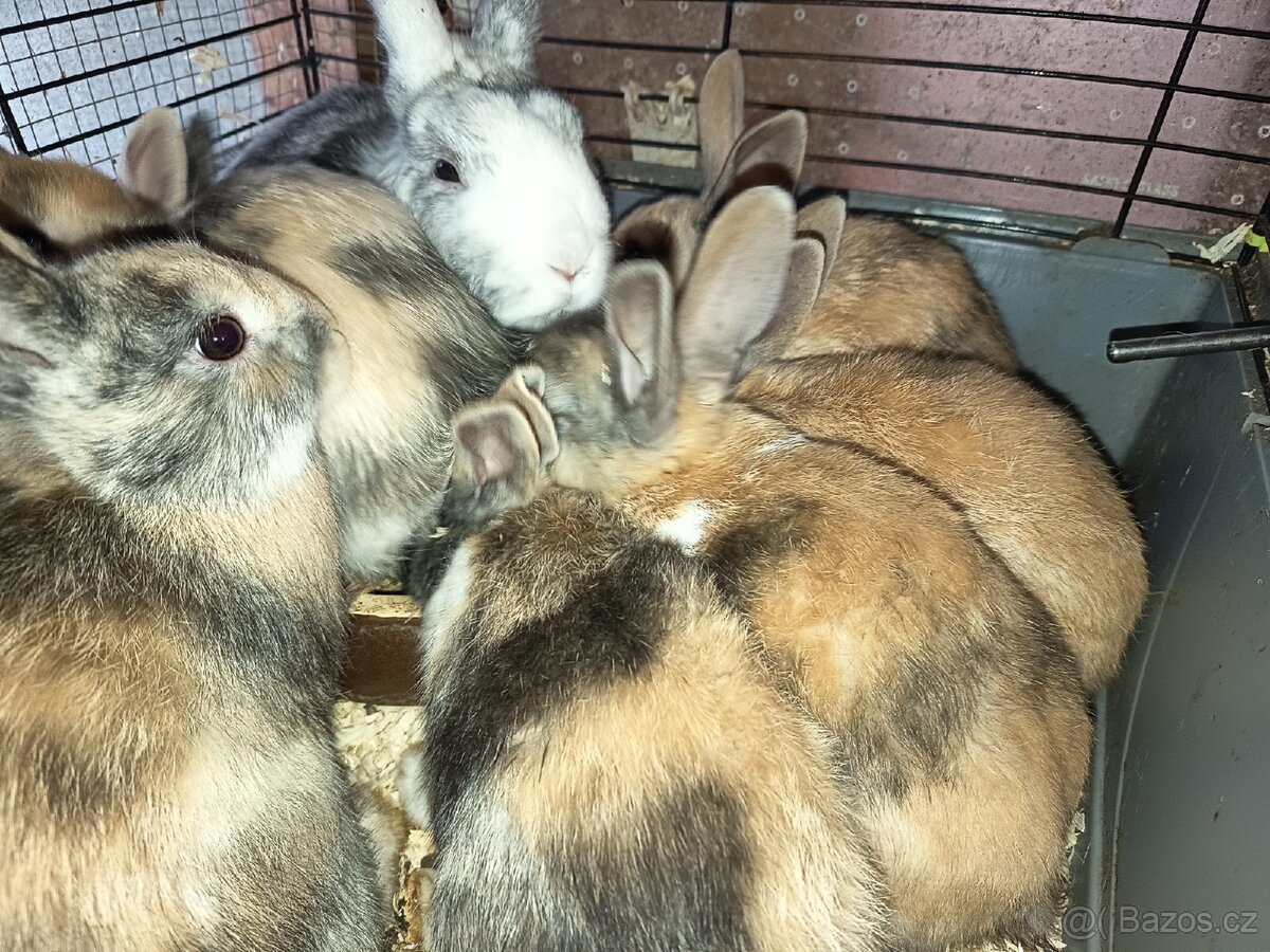 Zakrslý králíček barevný - 9