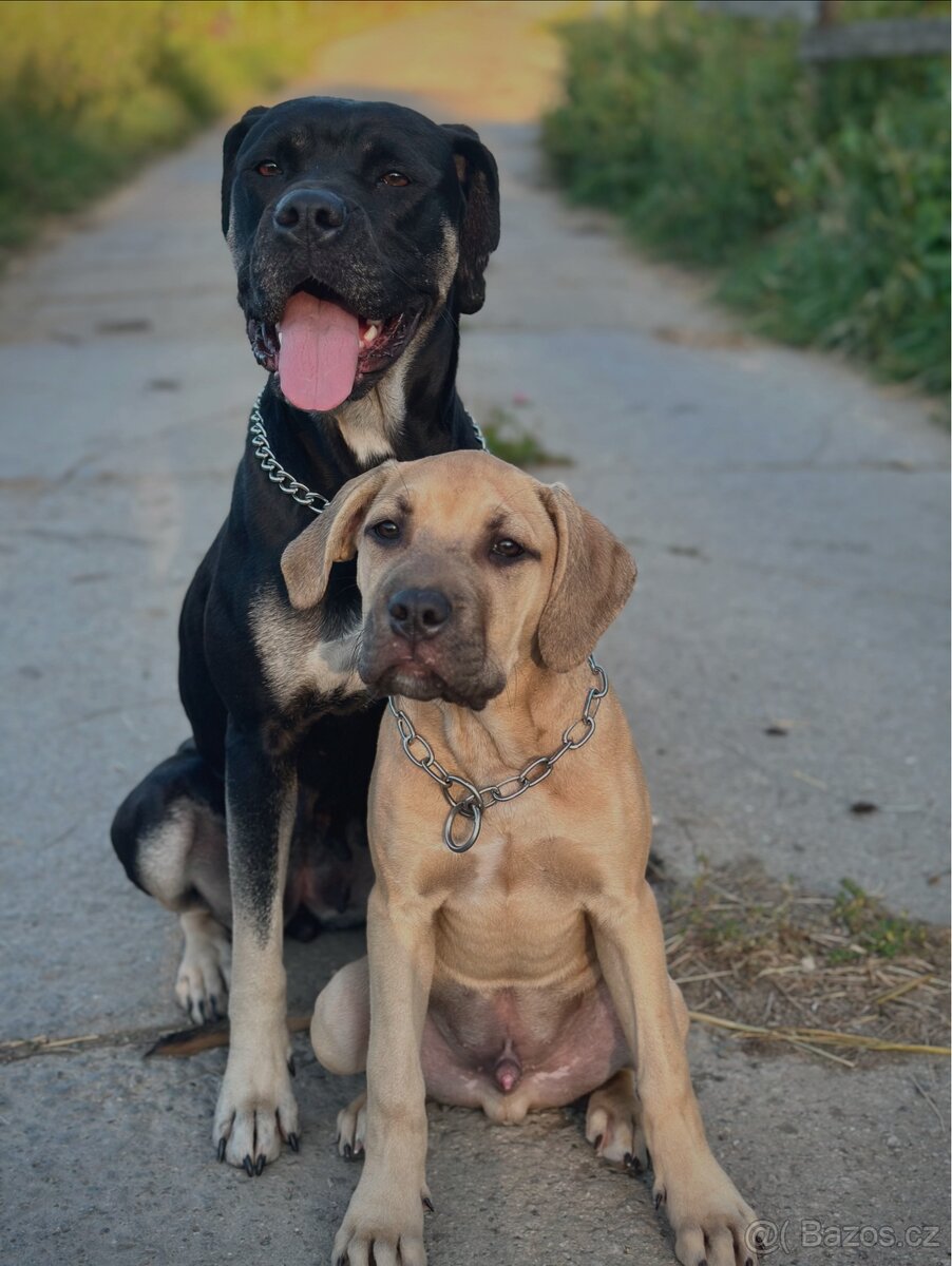 Cane corso s pitbulem - 9